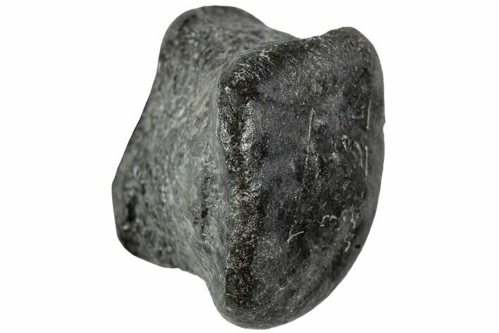 Juvenile Hadrosaur (Maiasaura) Phalanx Bone - Montana #231616